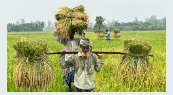 নেত্রকোণার পূর্বধলায় আউশ ধানের ভালো ফলনে খুশি কৃষকরা