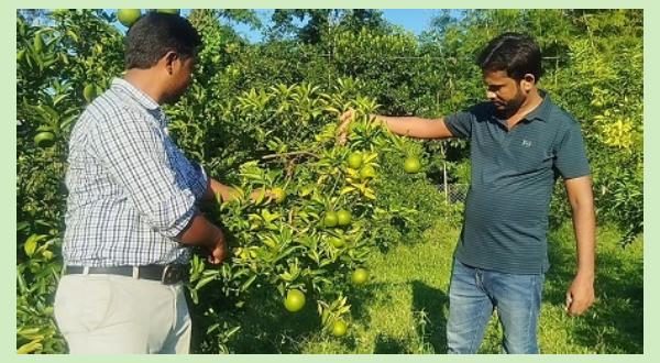 নেত্রকোণার দুর্গাপুরে পতিত জমিতে মাল্টা চাষে সফলতা আলাল উদ্দিনের