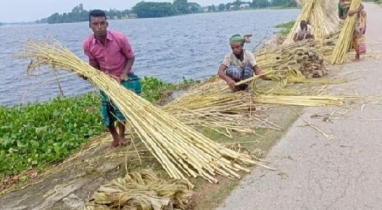 নান্দাইলে পাটের আঁশ ছাড়ানো, ধোয়া ও শুকানোর কাজে ব্যস্ত কৃষকেরা